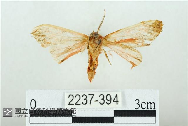 三條橙燈蛾藏品圖，第2張