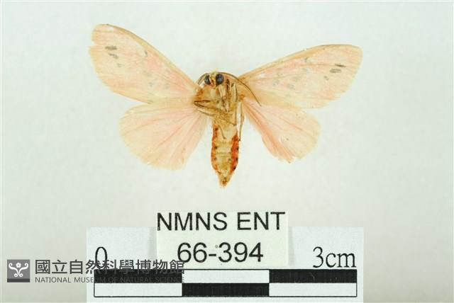 三條橙燈蛾藏品圖，第2張