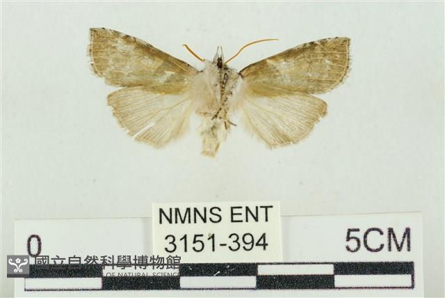 帶波紋蛾藏品圖，第2張