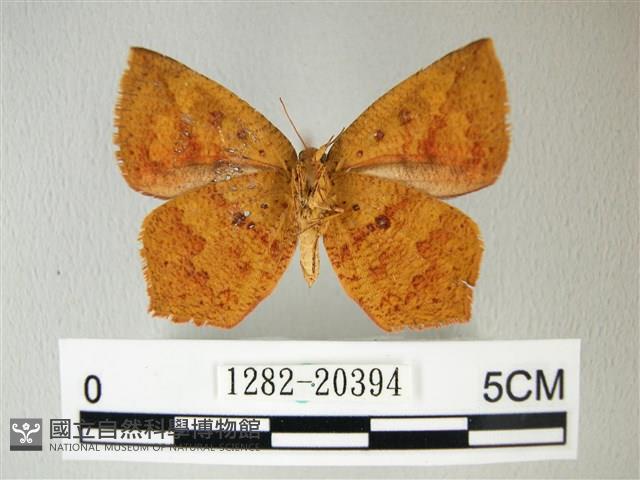隱錨紋蛾藏品圖，第2張