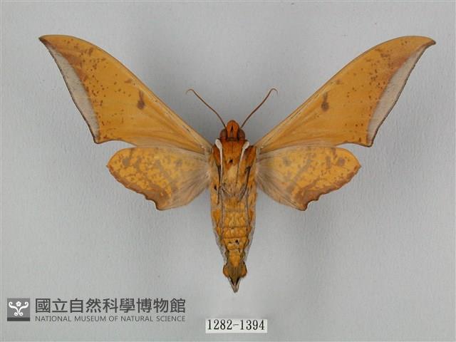 圓斑鷹翅天蛾藏品圖，第2張