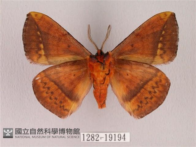 阿里山絨帶蛾藏品圖，第2張