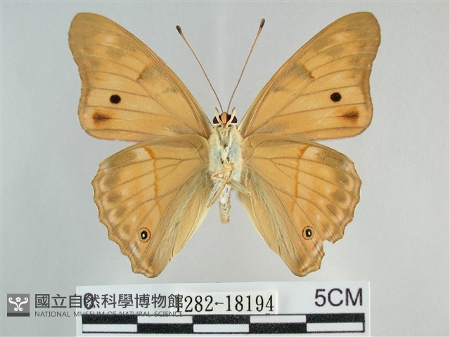 金鎧蛺蝶藏品圖，第2張
