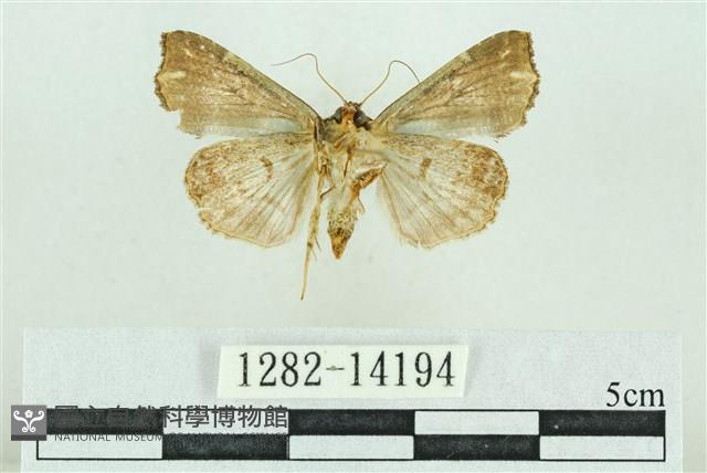 粉紅帶散紋夜蛾藏品圖，第2張