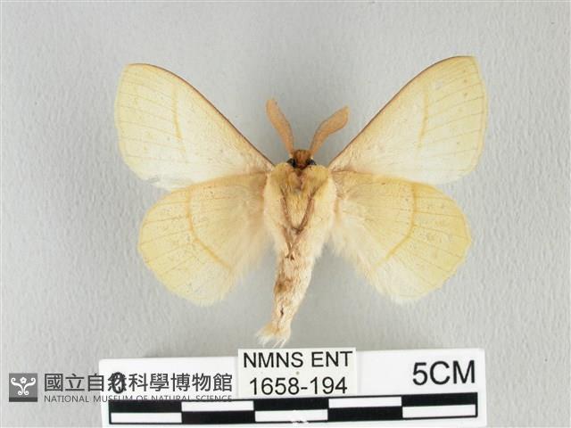 青枯葉蛾藏品圖，第2張