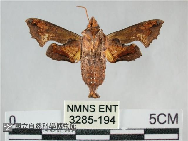 三角凹緣天蛾藏品圖，第2張