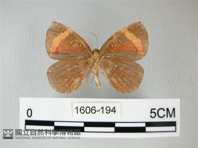 帶錨紋蛾藏品圖，第2張
