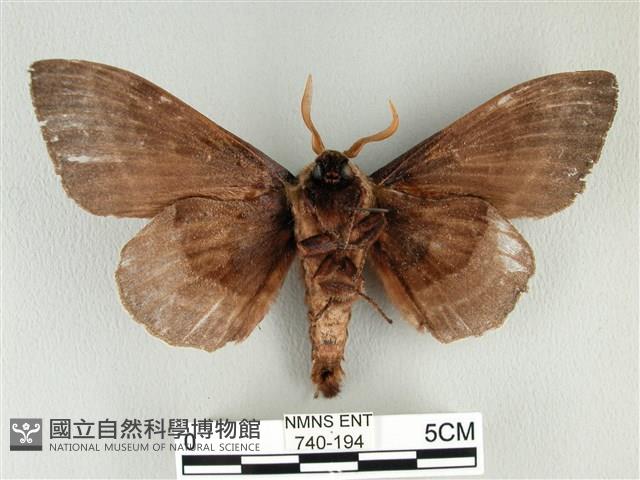 松大毛蟲藏品圖，第2張