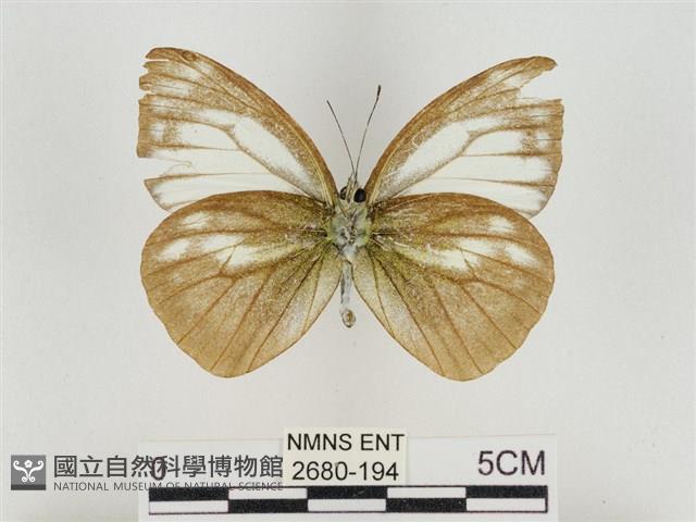 淡褐脈粉蝶藏品圖，第2張