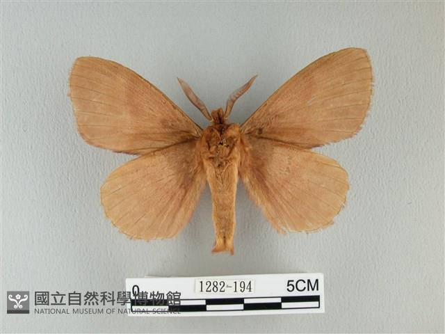 波紋枯葉蛾藏品圖，第2張