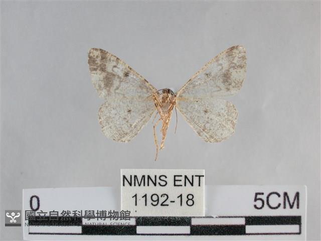 雙峰霜尺蛾藏品圖，第2張