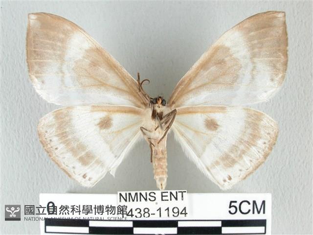 圓翅大鉤蛾藏品圖，第2張