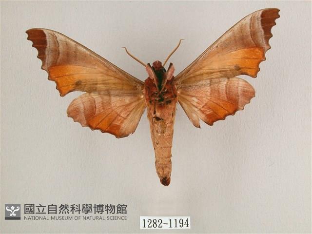 黑角六點天蛾藏品圖，第2張