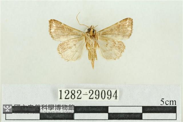 弧角散紋夜蛾藏品圖，第2張