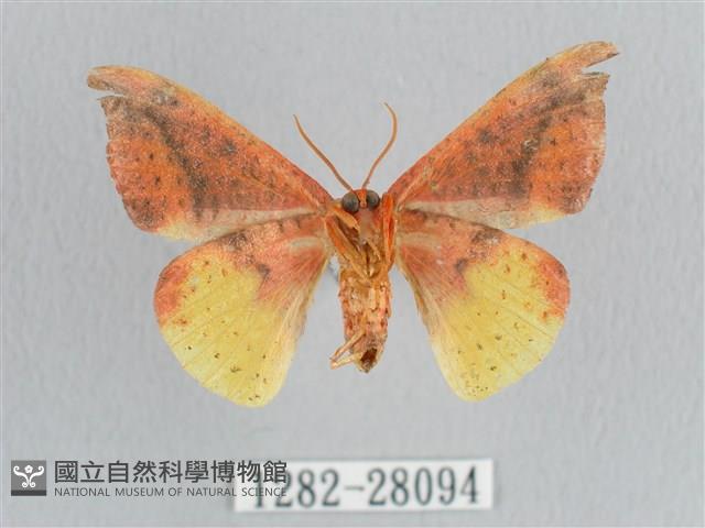 接骨木帶鉤蛾藏品圖，第2張