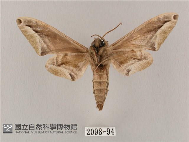 白點天蛾 藏品圖，第2張