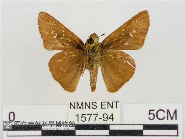 隱紋穀弄蝶藏品圖，第2張