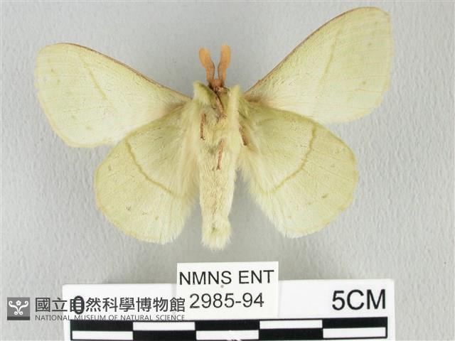 青枯葉蛾藏品圖，第2張