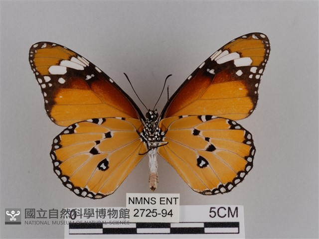 樺斑蝶藏品圖，第2張