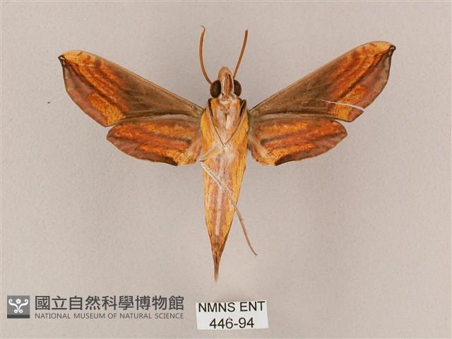 斜綠天蛾藏品圖，第2張