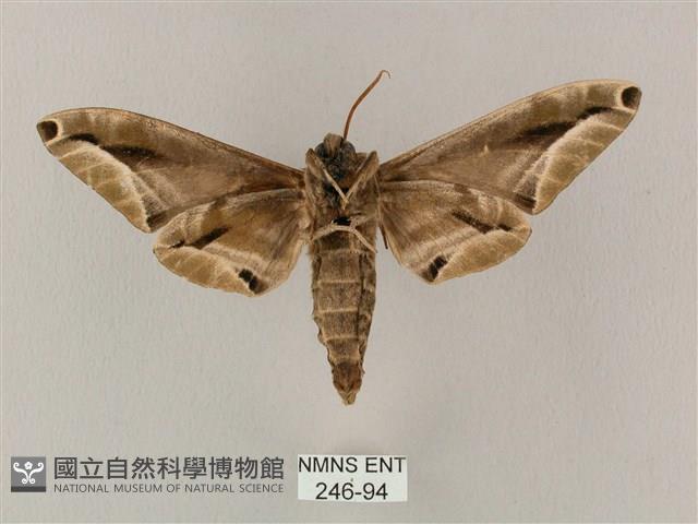 白點天蛾 藏品圖，第2張