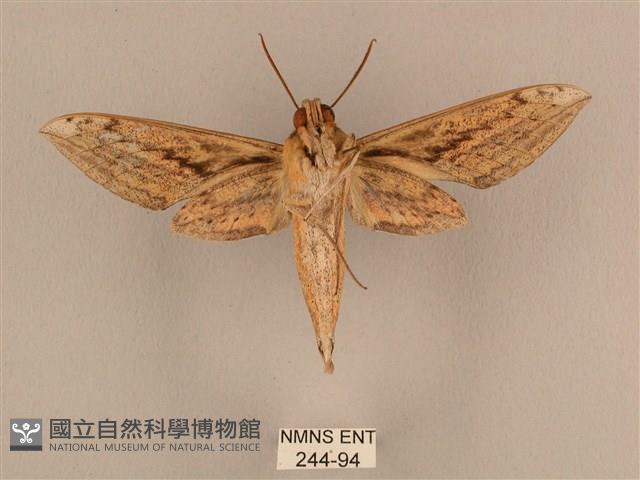 背線天蛾藏品圖，第2張