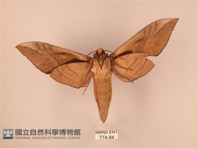 波紋豆天蛾藏品圖，第2張