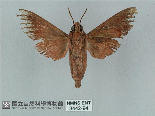 姬缺角天蛾藏品圖，第2張