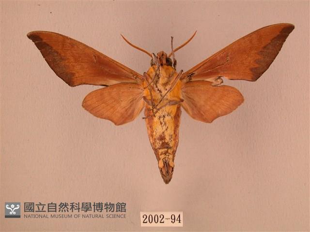 赭色斜帶天蛾藏品圖，第2張