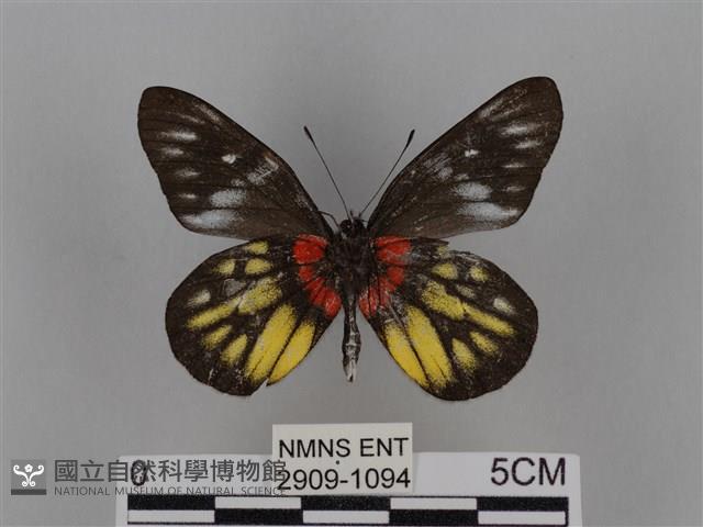 豔粉蝶藏品圖，第2張