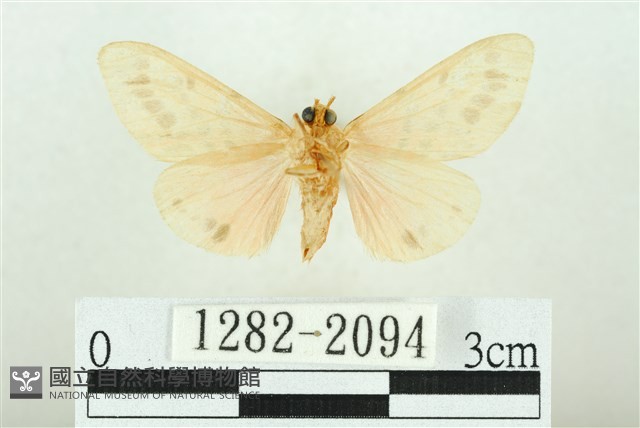 三條橙燈蛾藏品圖，第2張