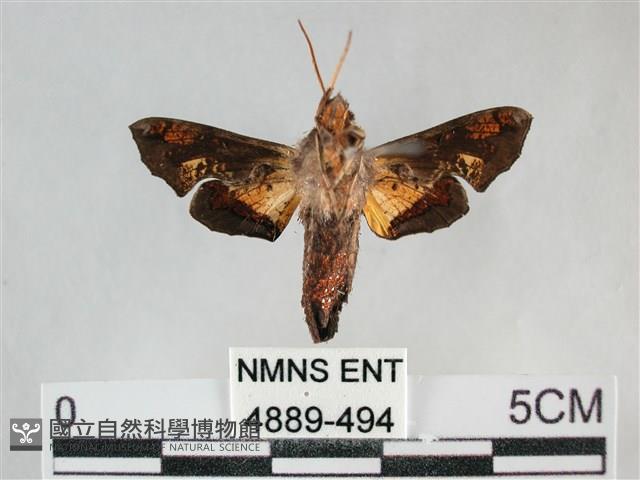 三角凹緣天蛾藏品圖，第2張