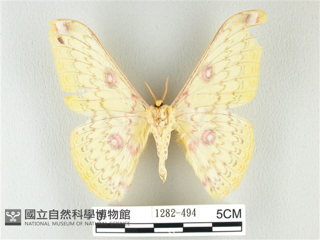 黃豹天蠶蛾藏品圖，第2張
