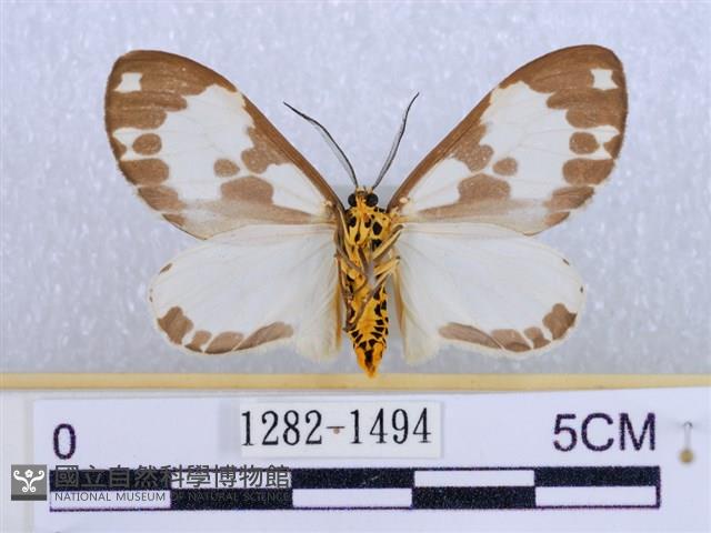 後凸蝶燈蛾藏品圖，第2張