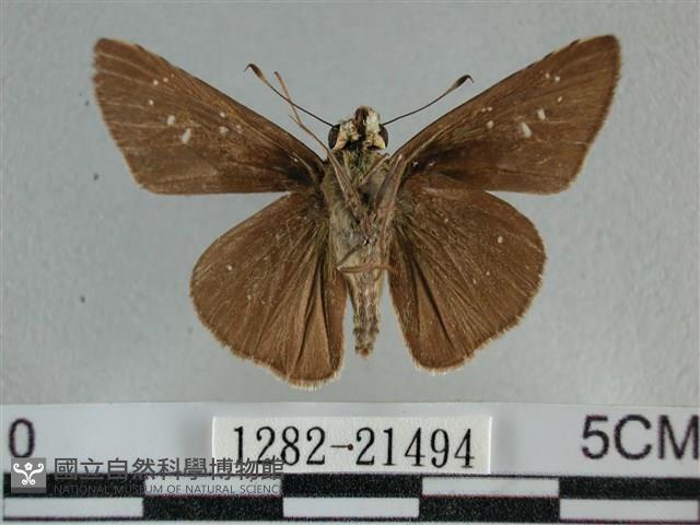 尖翅褐弄蝶藏品圖，第2張