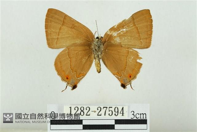 霓彩燕灰蝶藏品圖，第2張