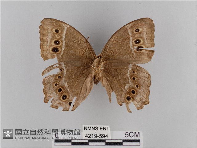 褐翅蔭眼蝶藏品圖，第2張