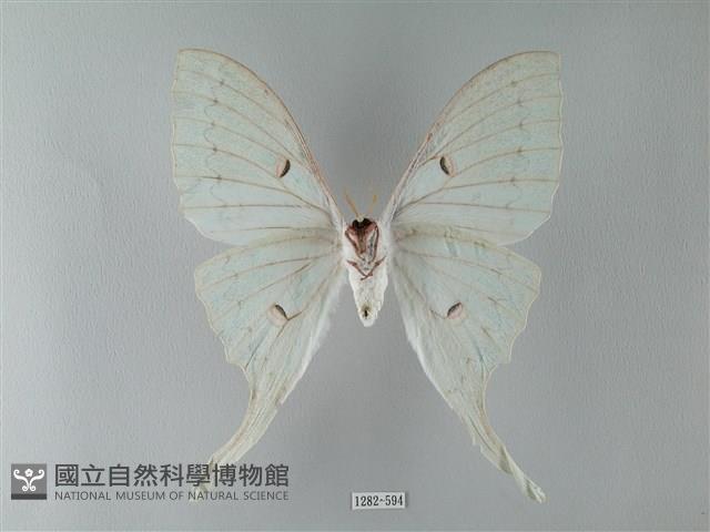 臺灣長尾水青蛾藏品圖，第2張