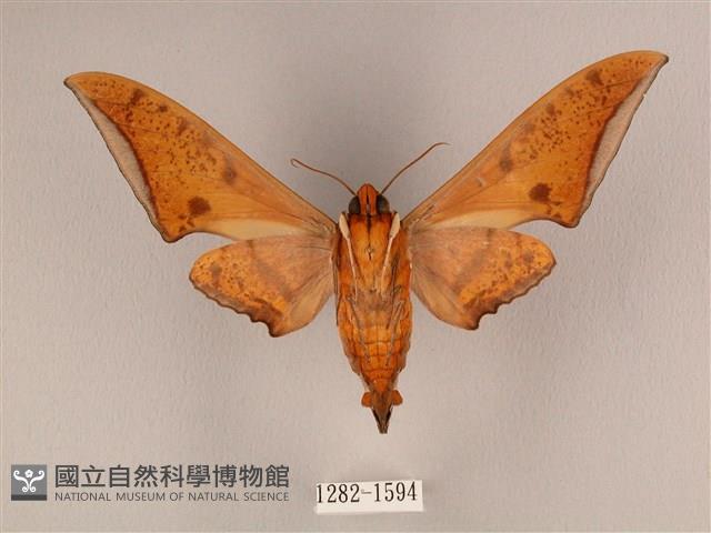 裂斑鷹翅天蛾藏品圖，第2張