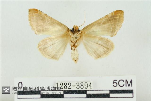 印華波紋蛾藏品圖，第2張