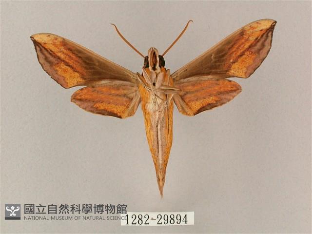 斜綠天蛾藏品圖，第2張