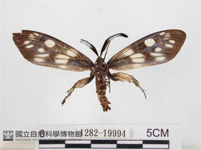 蓬萊茶斑蛾藏品圖，第2張