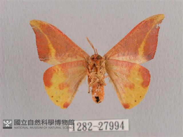 鉛斑帶鉤蛾藏品圖，第2張