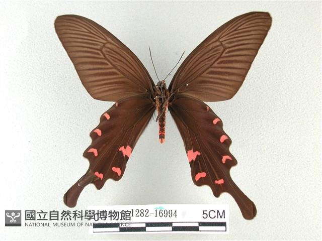 麝鳳蝶藏品圖，第2張