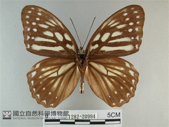 臺灣斑眼蝶藏品圖，第2張