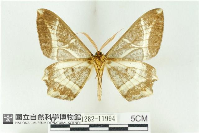 樹形尺蛾藏品圖，第2張