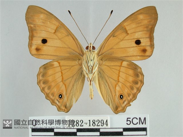 金鎧蛺蝶藏品圖，第2張