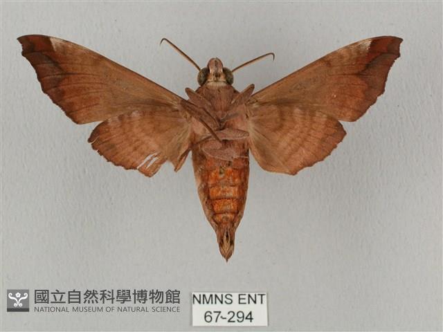 姬缺角天蛾藏品圖，第2張