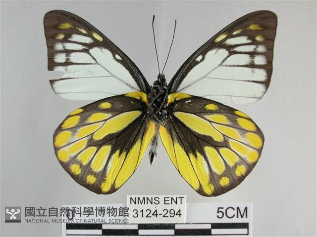 鋸粉蝶藏品圖，第2張