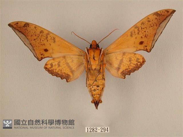 臺灣鷹翅天蛾藏品圖，第2張